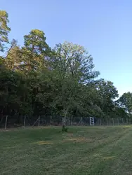 Baum
